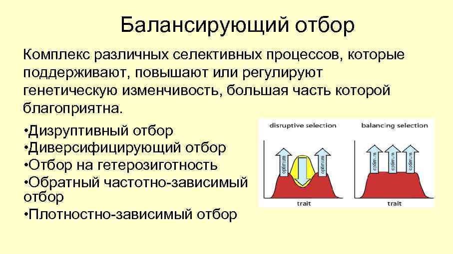 Действующий отбор. Балансирующая форма естественного отбора. Балансирующий отбор примеры. Балансирующий естественный отбор. Частотно зависимый отбор примеры.