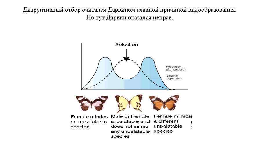 Дизруптивный отбор считался Дарвином главной причиной видообразования. Но тут Дарвин оказался неправ. 