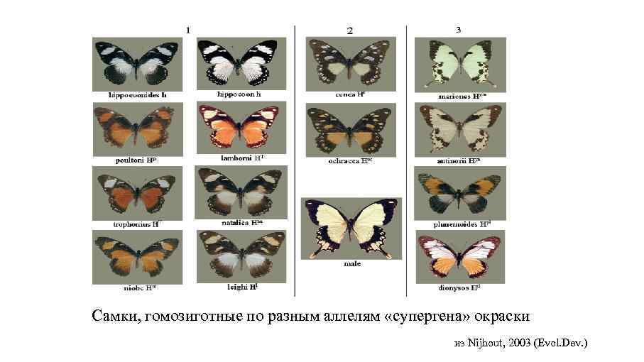 Самки, гомозиготные по разным аллелям «супергена» окраски из Nijhout, 2003 (Evol. Dev. ) 