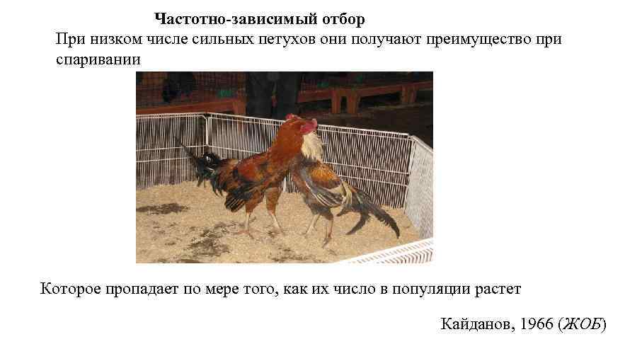 Частотно-зависимый отбор При низком числе сильных петухов они получают преимущество при спаривании Которое пропадает