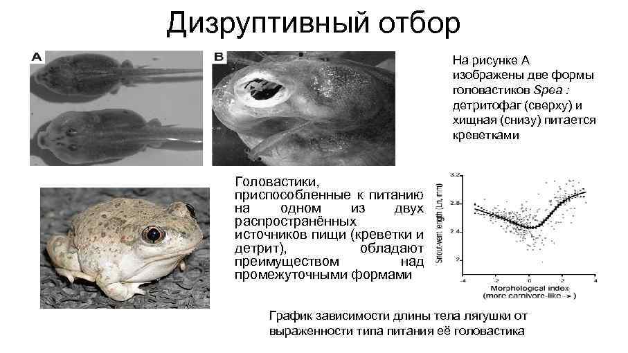 Форма тела головастика. Примеры дизруптивного отбора. Примеры дизруптивного естественного отбора. Деструктивный отбор примеры. Естественный отбор дизруптивный отбор.