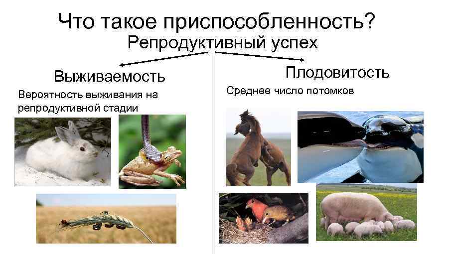 Что такое приспособленность? Репродуктивный успех Выживаемость Вероятность выживания на репродуктивной стадии Плодовитость Среднее число
