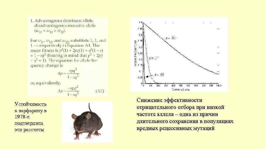Устойчивость к варфарину в 1970 -е подтвердила эти рассчеты Снижение эффективности отрицательного отбора при