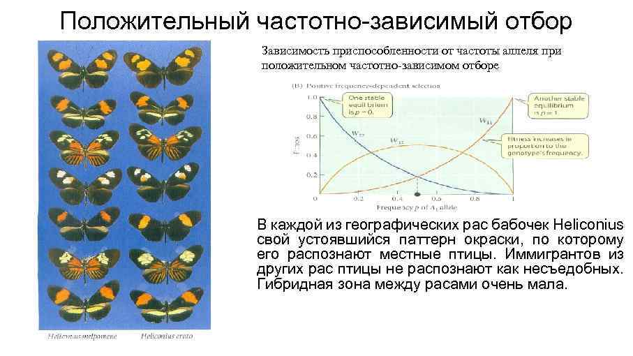 Положительный частотно-зависимый отбор Зависимость приспособленности от частоты аллеля при положительном частотно-зависимом отборе В каждой