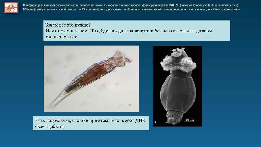 Зачем все это нужно? Некоторым незачем. Так, бделлоидные коловратки без него счастливы десятки миллионов
