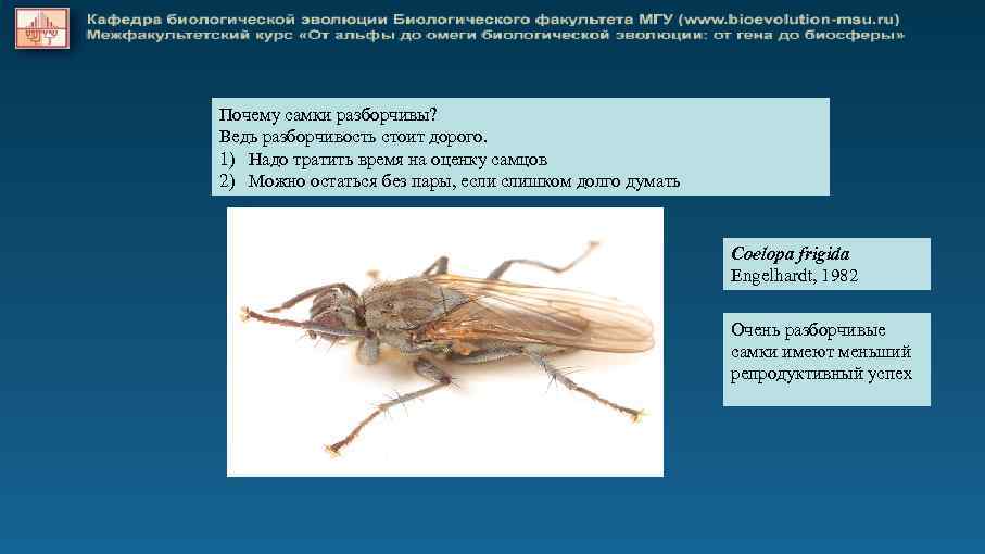 Почему самки разборчивы? Ведь разборчивость стоит дорого. 1) Надо тратить время на оценку самцов