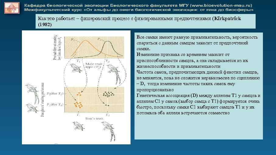 Как это работает – фишеровский процесс с фиксированными предпочтениями (Kirkpatrick (1982) Все самки имеют