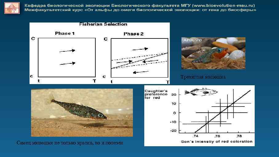 Трехиглая колюшка Самец колюшки не только красив, но и полезен 