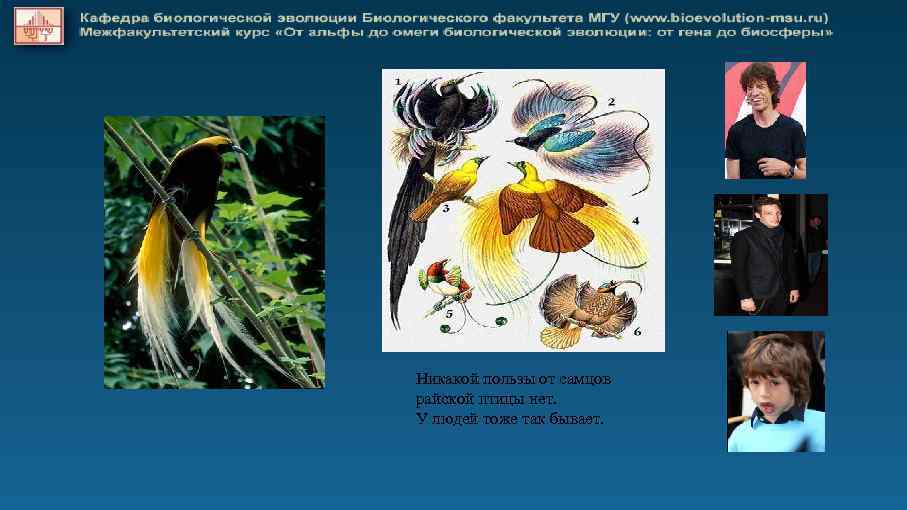 Никакой пользы от самцов райской птицы нет. У людей тоже так бывает. 