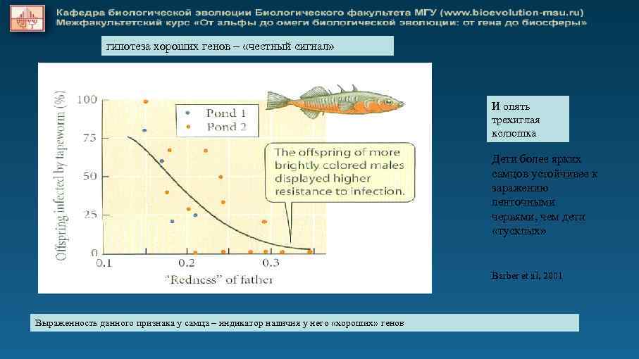 гипотеза хороших генов – «честный сигнал» И опять трехиглая колюшка Дети более ярких самцов