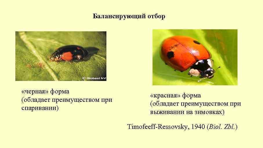 Балансирующий отбор «черная» форма (обладает преимуществом при спаривании) «красная» форма (обладает преимуществом при выживании
