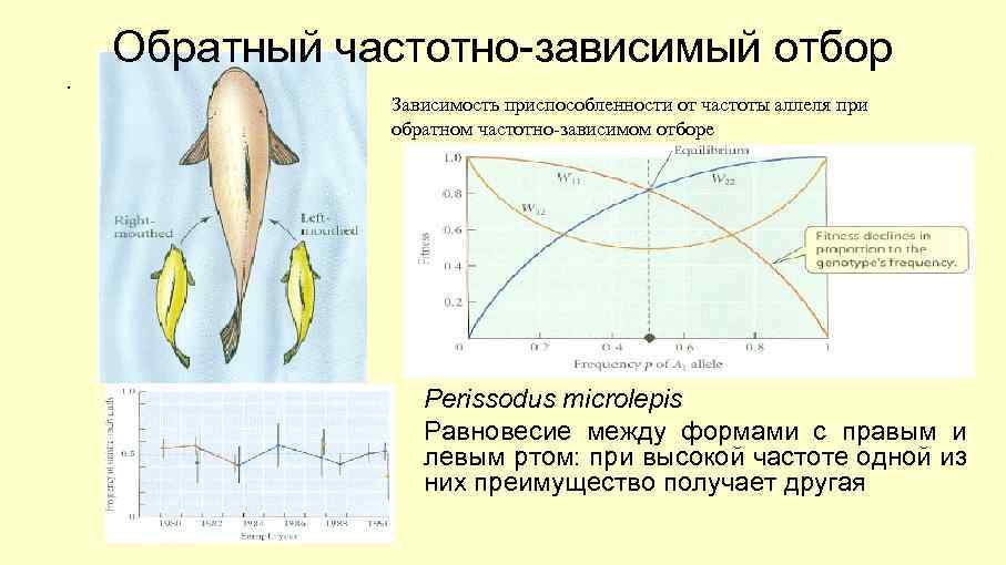 . Обратный частотно-зависимый отбор Зависимость приспособленности от частоты аллеля при обратном частотно-зависимом отборе Perissodus