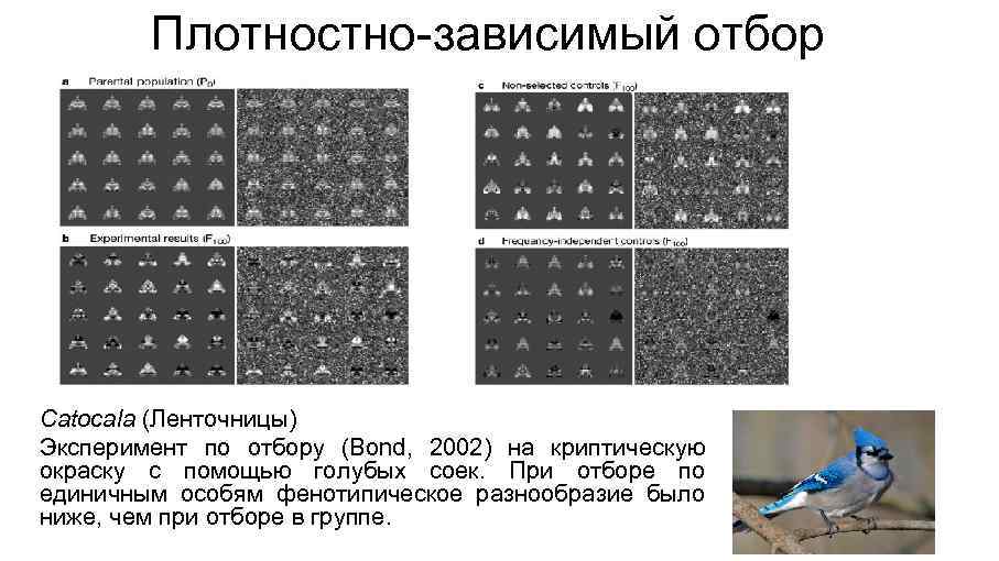 Плотностно-зависимый отбор Catocala (Ленточницы) Эксперимент по отбору (Bond, 2002) на криптическую окраску с помощью