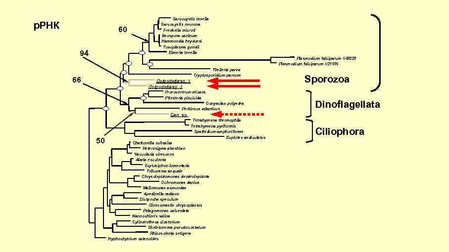 р. РНК 60 94 Sarcocystis tenella Sarcocystis neurona Frenkelia microti Neospora caninum Hammondia heydorni