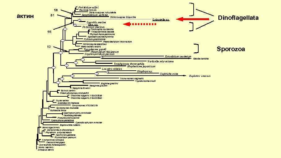 56 актин 61 Peridinium willei Karenia brevis Heterocapsa rotundata Amphidinium carterae Heterocapsa triquetra Oxyrrhis