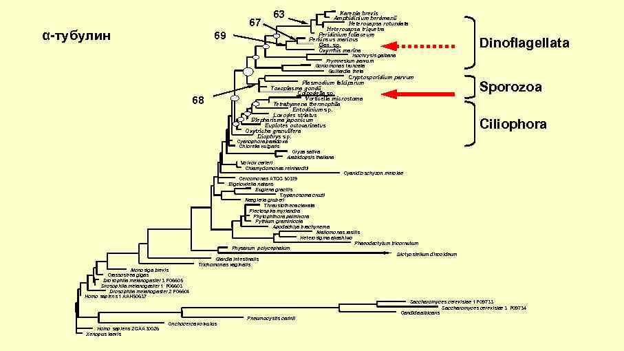67 α-тубулин 63 Karenia brevis Amphidinium herdmanii Heterocapsa rotundata Heterocapsa triquetra Peridinium foliaceum Perkinsus