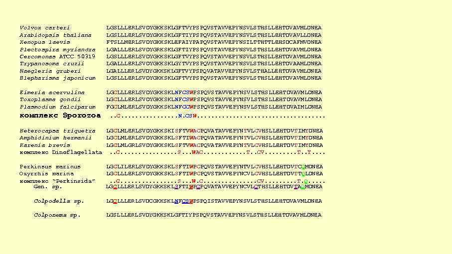 Volvox carteri Arabidopsis thaliana Xenopus laevis Plectospira myriandra Cercomonas ATCC 50319 Trypanosoma cruzii Naegleria