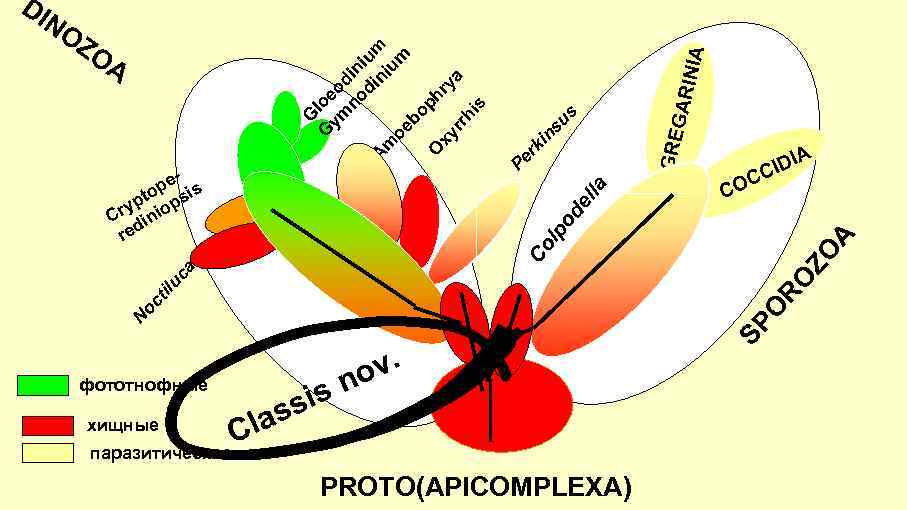 DI IA su s in A IDI C C CO фототнофные хищные паразитические v.