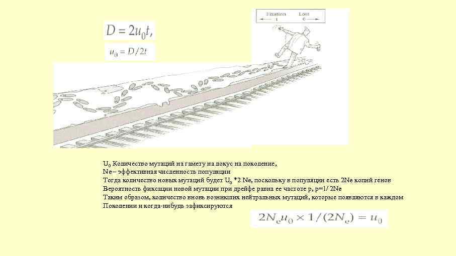 U 0 Количество мутаций на гамету на локус на поколение, Ne – эффективная численность
