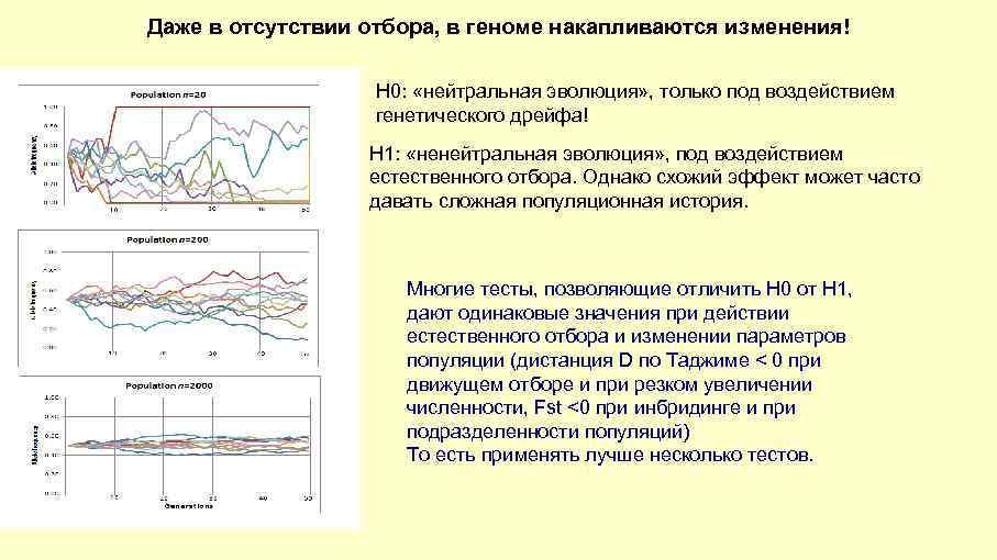 Даже в отсутствии отбора, в геноме накапливаются изменения! H 0: «нейтральная эволюция» , только