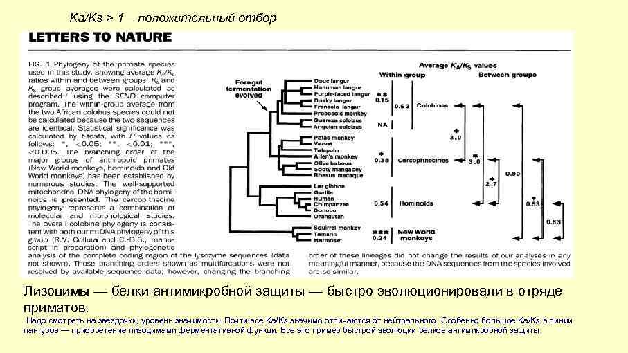 Ka/Ks > 1 – положительный отбор Лизоцимы — белки антимикробной защиты — быстро эволюционировали