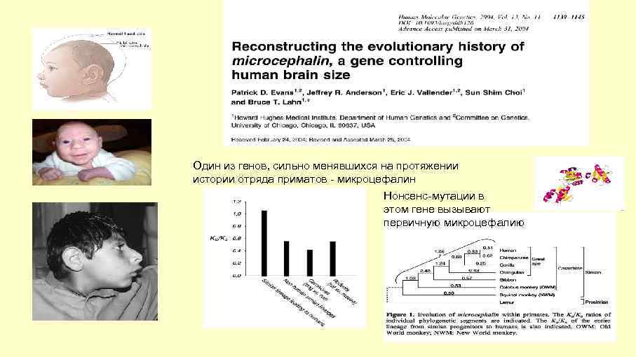 Один из генов, сильно менявшихся на протяжении истории отряда приматов - микроцефалин Нонсенс-мутации в
