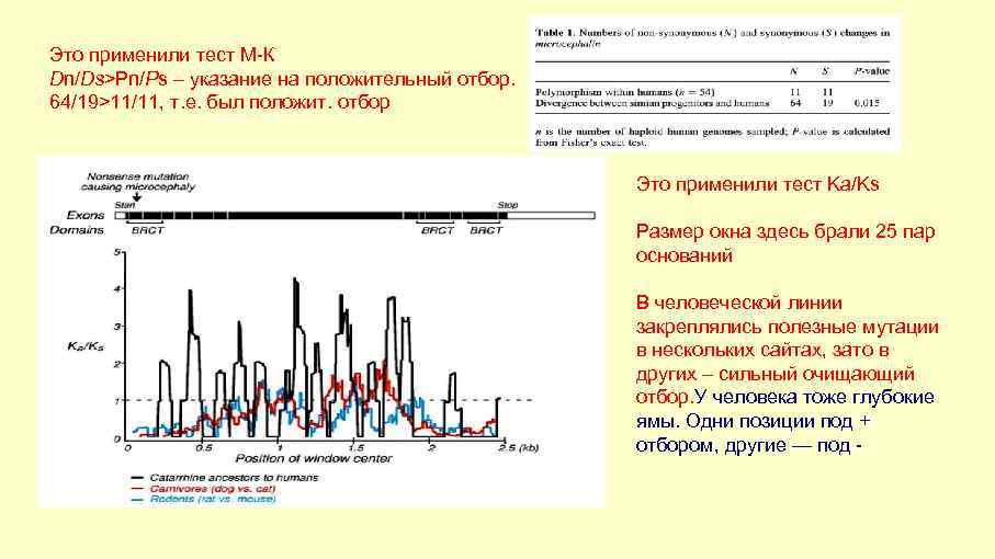Это применили тест М-К Dn/Ds>Pn/Ps – указание на положительный отбор. 64/19>11/11, т. е. был