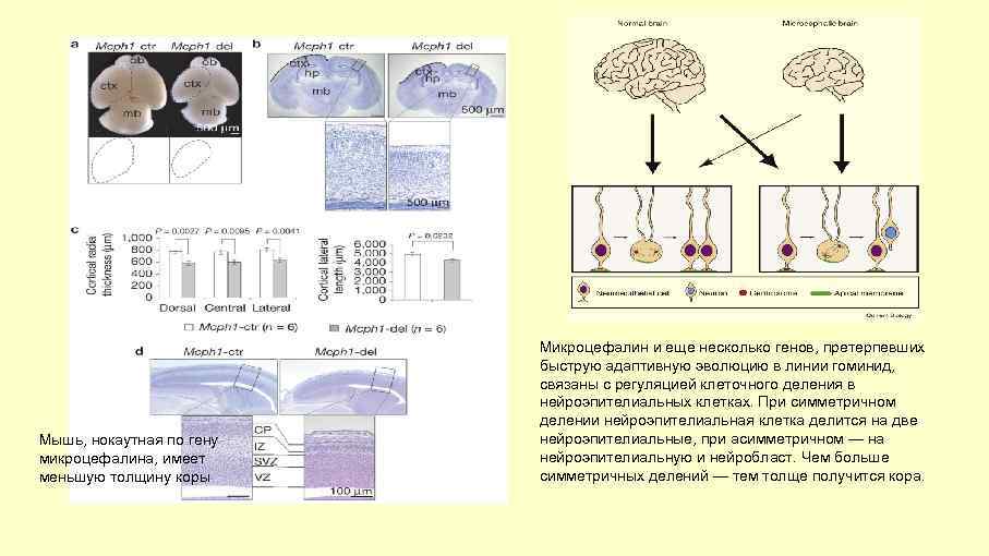 Мышь, нокаутная по гену микроцефалина, имеет меньшую толщину коры Микроцефалин и еще несколько генов,
