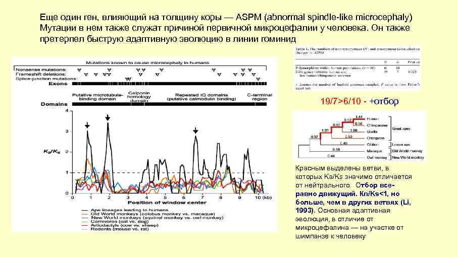 Еще один ген, влияющий на толщину коры — ASPM (abnormal spindle-like microcephaly) Мутации в