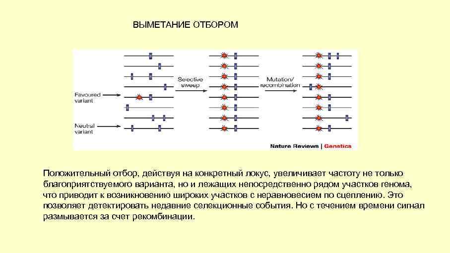 ВЫМЕТАНИЕ ОТБОРОМ Положительный отбор, действуя на конкретный локус, увеличивает частоту не только благоприятствуемого варианта,