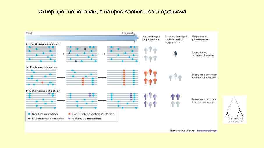 Отбор идет не по генам, а по приспособленности организма 