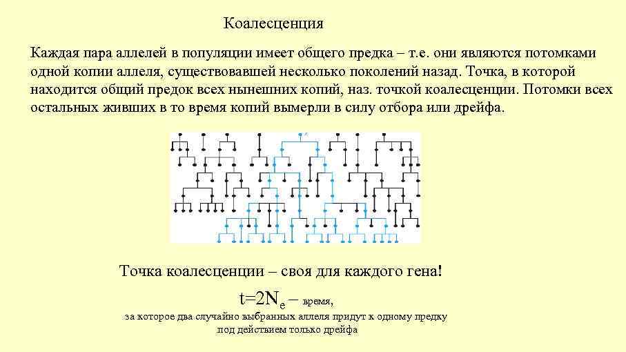 Коалесценция Каждая пара аллелей в популяции имеет общего предка – т. е. они являются