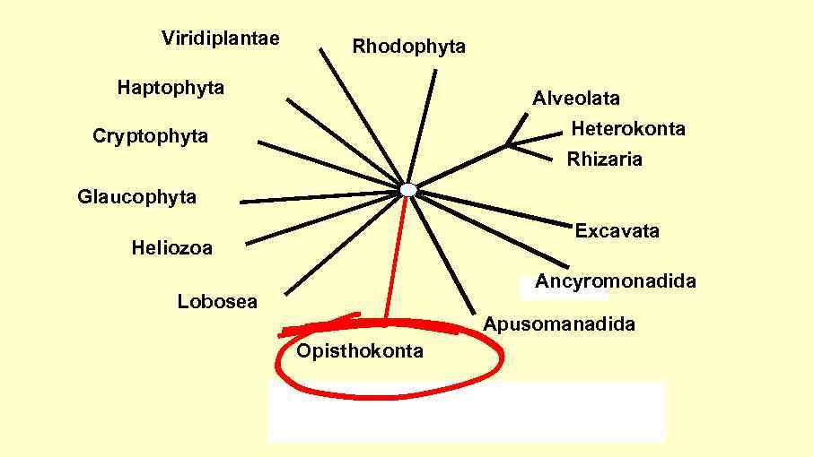 Viridiplantae Rhodophyta Haptophyta Alveolata Heterokonta Cryptophyta Rhizaria Glaucophyta Excavata Heliozoa Ancyromonadida Lobosea Apusomanadida Opisthokonta