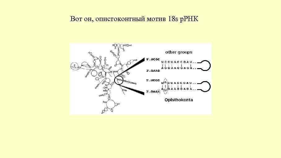 Вот он, опистоконтный мотив 18 s р. РНК 