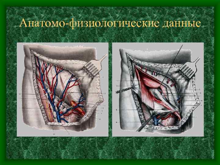 Анатомо-физиологические данные 