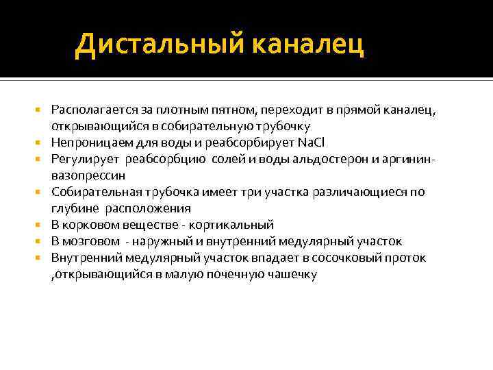 Дистальный каналец Располагается за плотным пятном, переходит в прямой каналец, открывающийся в собирательную трубочку