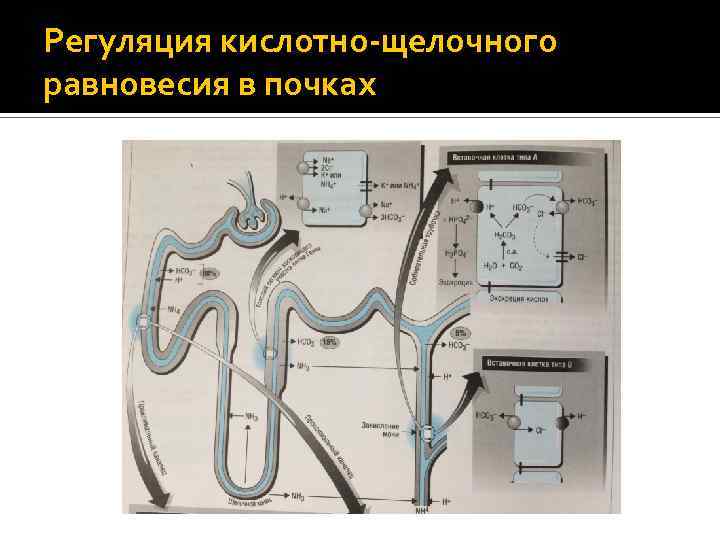 Регуляция кислотно-щелочного равновесия в почках 