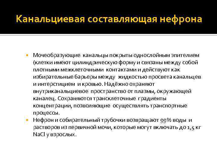 Канальциевая составляющая нефрона Мочеобразующие канальцы покрыты однослойным эпителием (клетки имеют цилиндрическую форму и связаны