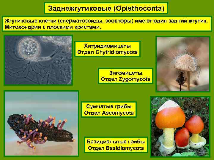 Заднежгутиковые (Opisthoconta) Жгутиковые клетки (сперматозоиды, зооспоры) имеют один задний жгутик. Митохондрии с плоскими кристами.