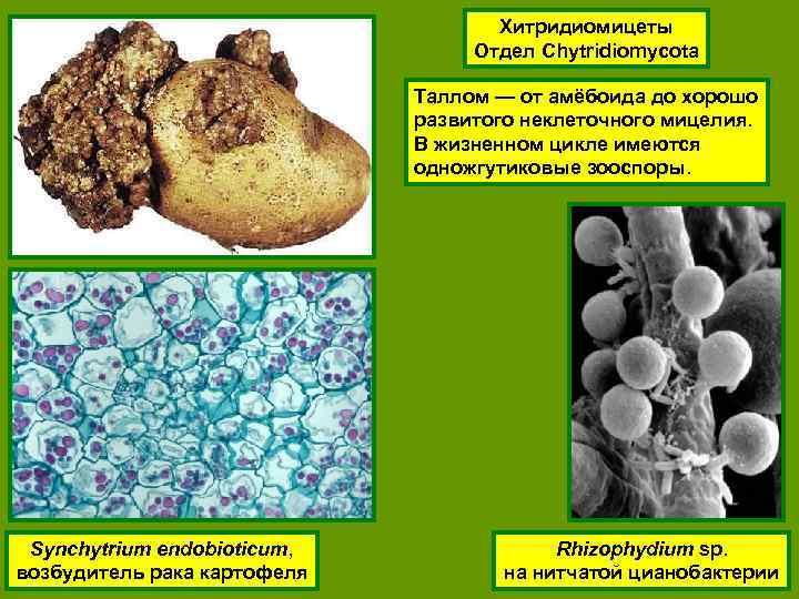 Хитридиомицеты Отдел Chytridiomycota Таллом — от амёбоида до хорошо развитого неклеточного мицелия. В жизненном