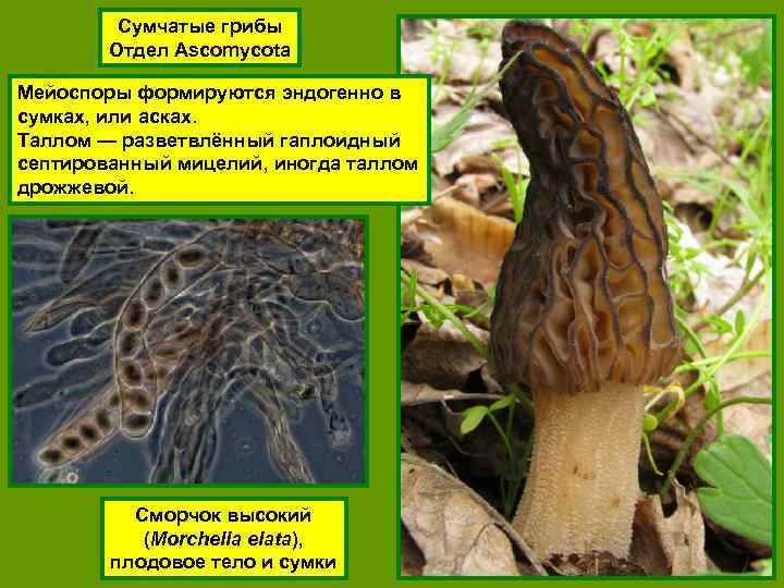 Сумчатые грибы Отдел Ascomycota Мейоспоры формируются эндогенно в сумках, или асках. Таллом — разветвлённый