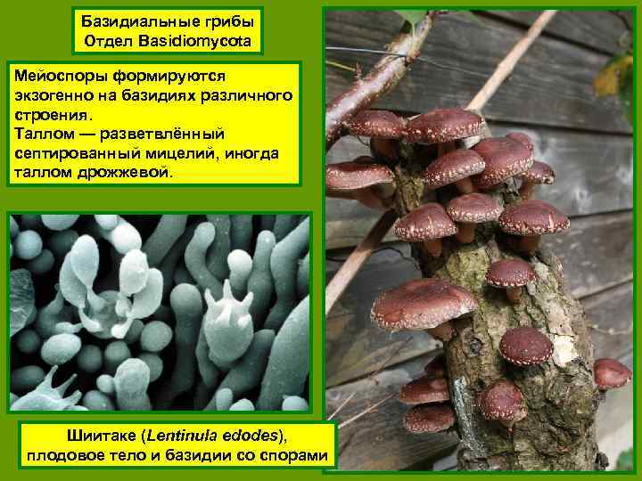 Базидиальные грибы Отдел Basidiomycota Мейоспоры формируются экзогенно на базидиях различного строения. Таллом — разветвлённый