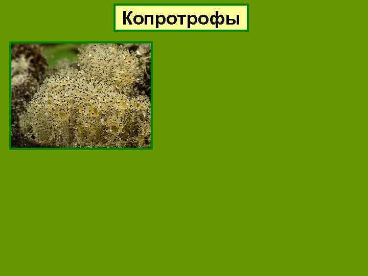 Копротрофы 
