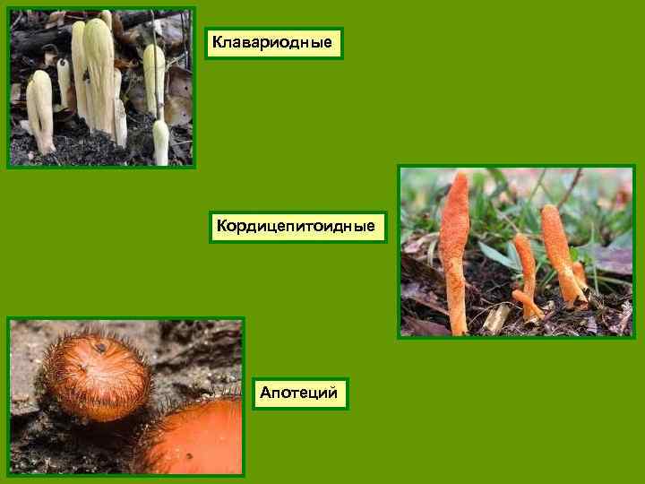 Клавариодные Кордицепитоидные Апотеций 