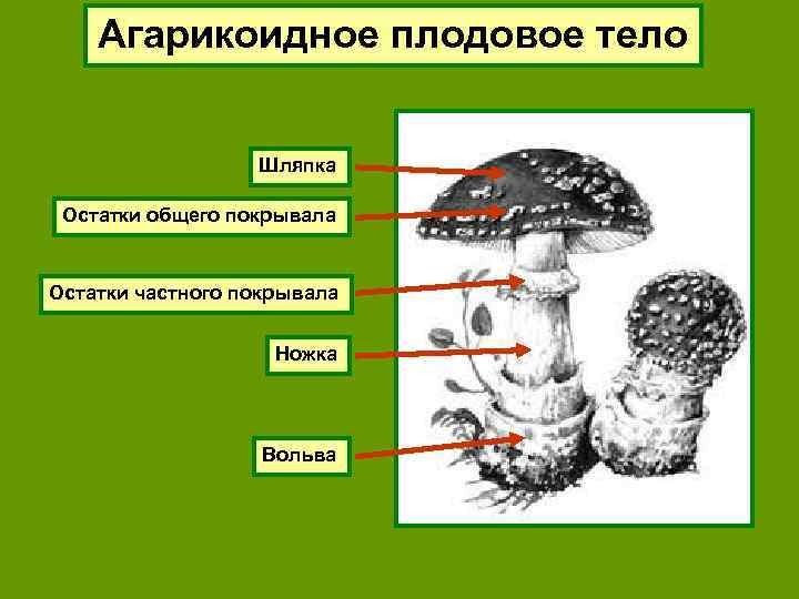 Агарикоидное плодовое тело Шляпка Остатки общего покрывала Остатки частного покрывала Ножка Вольва 