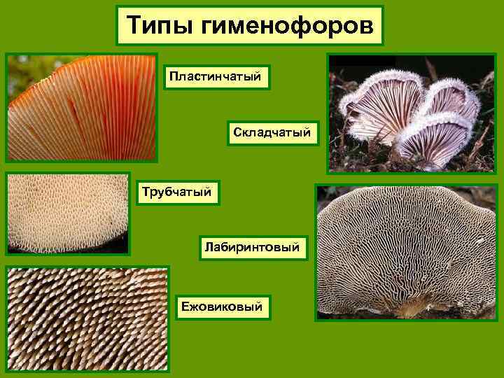 Типы гименофоров Пластинчатый Складчатый Трубчатый Лабиринтовый Ежовиковый 