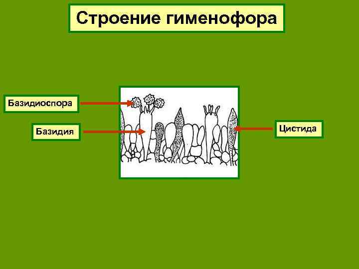Строение гименофора Базидиоспора Базидия Цистида 