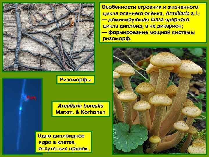 Особенности строения и жизненного цикла осеннего опёнка, Armillaria s. l. : — доминирующая фаза