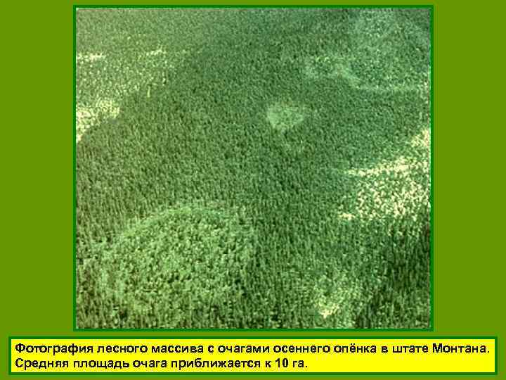 Фотография лесного массива с очагами осеннего опёнка в штате Монтана. Средняя площадь очага приближается