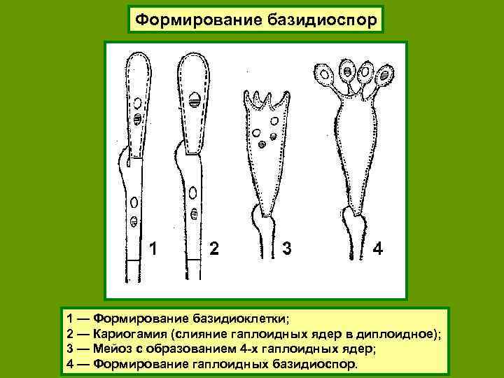 Формирование базидиоспор 1 — Формирование базидиоклетки; 2 — Кариогамия (слияние гаплоидных ядер в диплоидное);